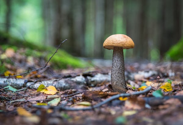 Understanding the traditional uses of medicinal mushrooms in supplements.