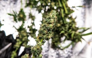 Plant THCa Power: Nature’s Healing Revolution