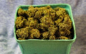 Unlocking the Power of Wellness Flower