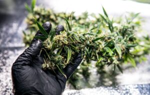 Why THCa Flower is the Wellness Trend of 2025